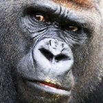 Profile picture of Clundy